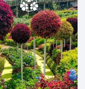 Sirao Flower Garden, Cebu